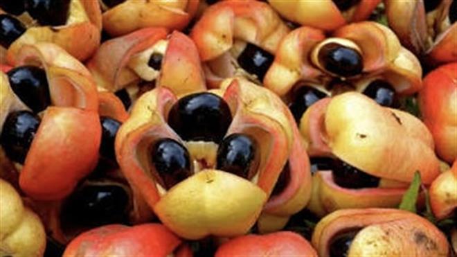 ‌میوەی ئاکی؛ دانپێدانانی جیهانی بە سوودە خۆراکییەکانی و هۆشدارییەکانی شێوازی خواردن