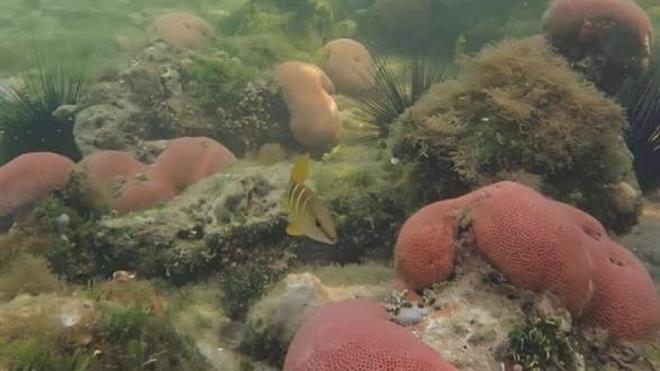 ‌مەرجانەکان خۆڕاگرییەکی چاوەڕواننەکراو بەرامبەر بە فشاری کەشوهەوا نیشان دەدەن