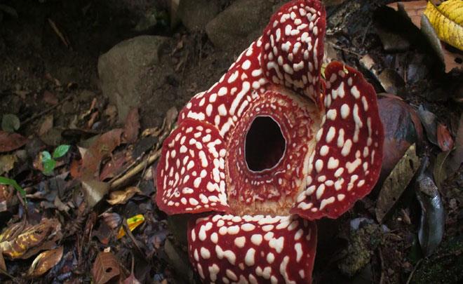 ‌ڤیدیۆ: کۆمەڵێک زانا دەگمەنترین جۆری گوڵیان دۆزیەوە