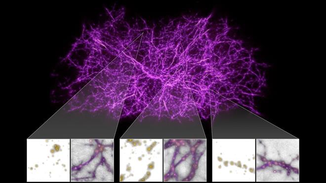 ‌زاناکان تۆڕی گەردوونی تاوتوێ دەکەن بۆ تێگەیشتن لە پێکهاتەی گەورەی گەردوون
